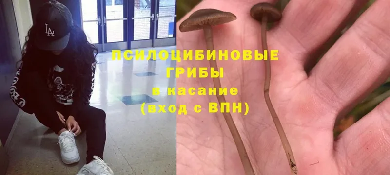 mega как зайти  Вихоревка  Галлюциногенные грибы Cubensis  цена наркотик 